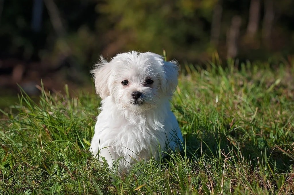 Les débouchés professionnels avec une formation canine